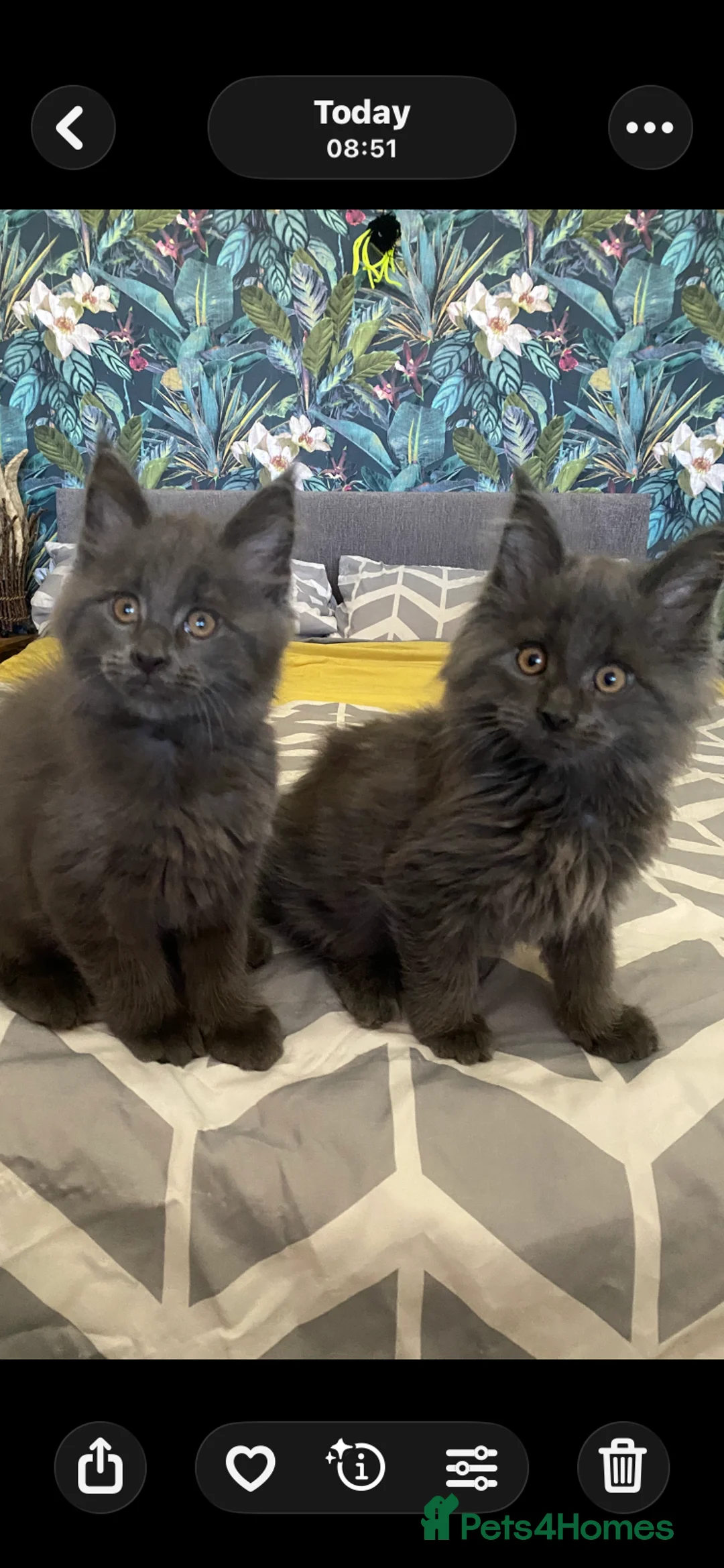 Maine Coon cats for sale: Tica registered blue boys  - Advert 1