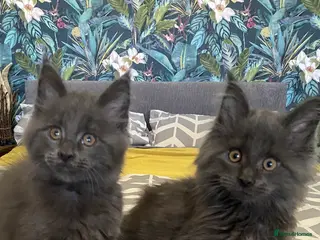 Maine Coon cats Stunning Tica registered blue boys available - Advert 3