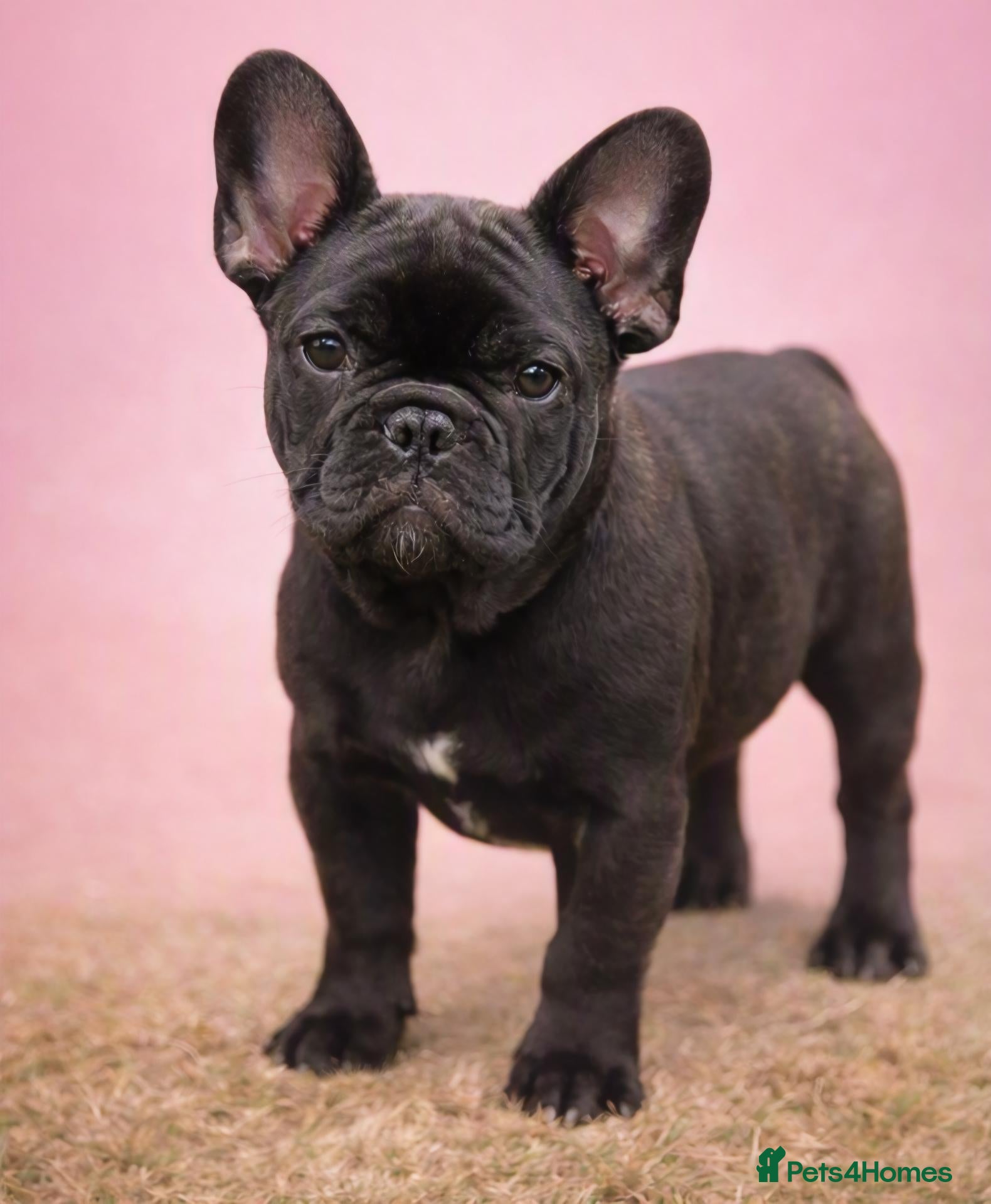 French Bulldog dogs Ready Now‼️ 🩷Bright, Affectionate Brindle Girl 🩷 - Advert 5