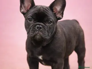 French Bulldog dogs Ready Now‼️ 🩷Bright, Affectionate Brindle Girl 🩷 - Advert 5