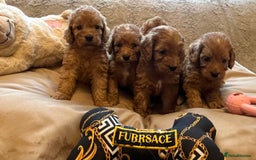 Cockapoo dogs for sale: F1 cockapoo puppies- Health test clear  - Image 23