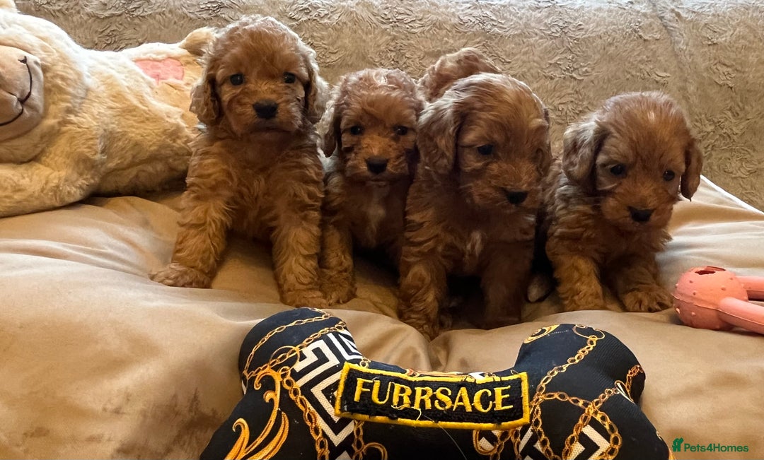 Cockapoo dogs for sale: F1 cockapoo puppies- Health test clear  - Image 23