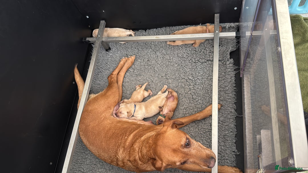 Labrador Retriever dogs for sale: Home bred working Labrador puppies - Image 9