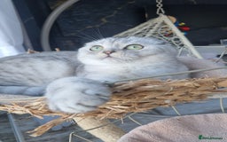 Scottish Fold cats for sale: Scottish Folds, adult cat looking for a Sweet home - Advert 7