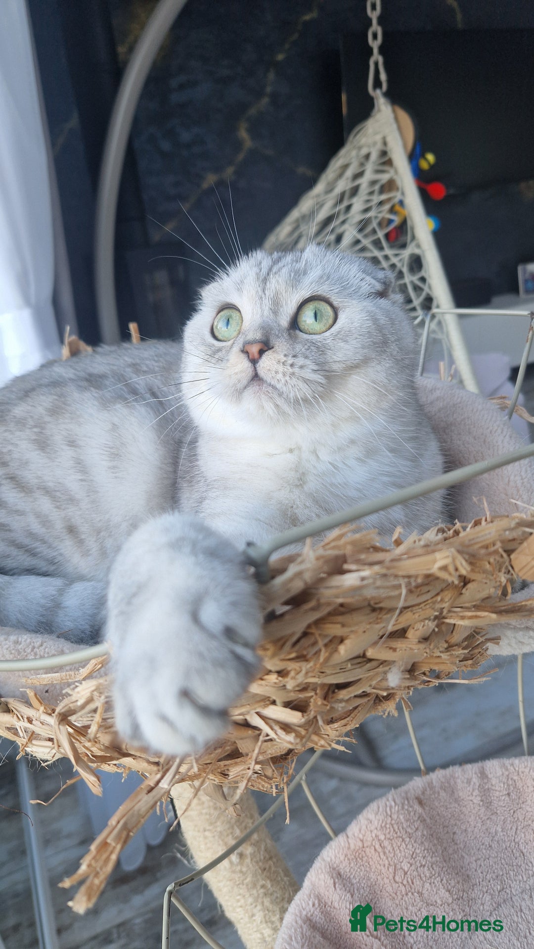 Scottish Fold cats for sale: Scottish Folds, adult cat looking for a Sweet home - Advert 7