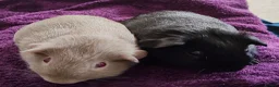 Guinea Pig rodents for sale: Pair of Guinea pigs - Advert 3