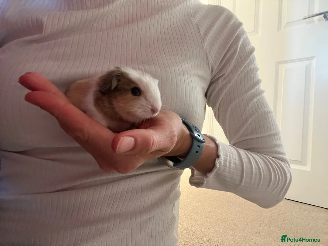 Guinea Pig rodents for sale: Baby guinea pig  - Advert 5