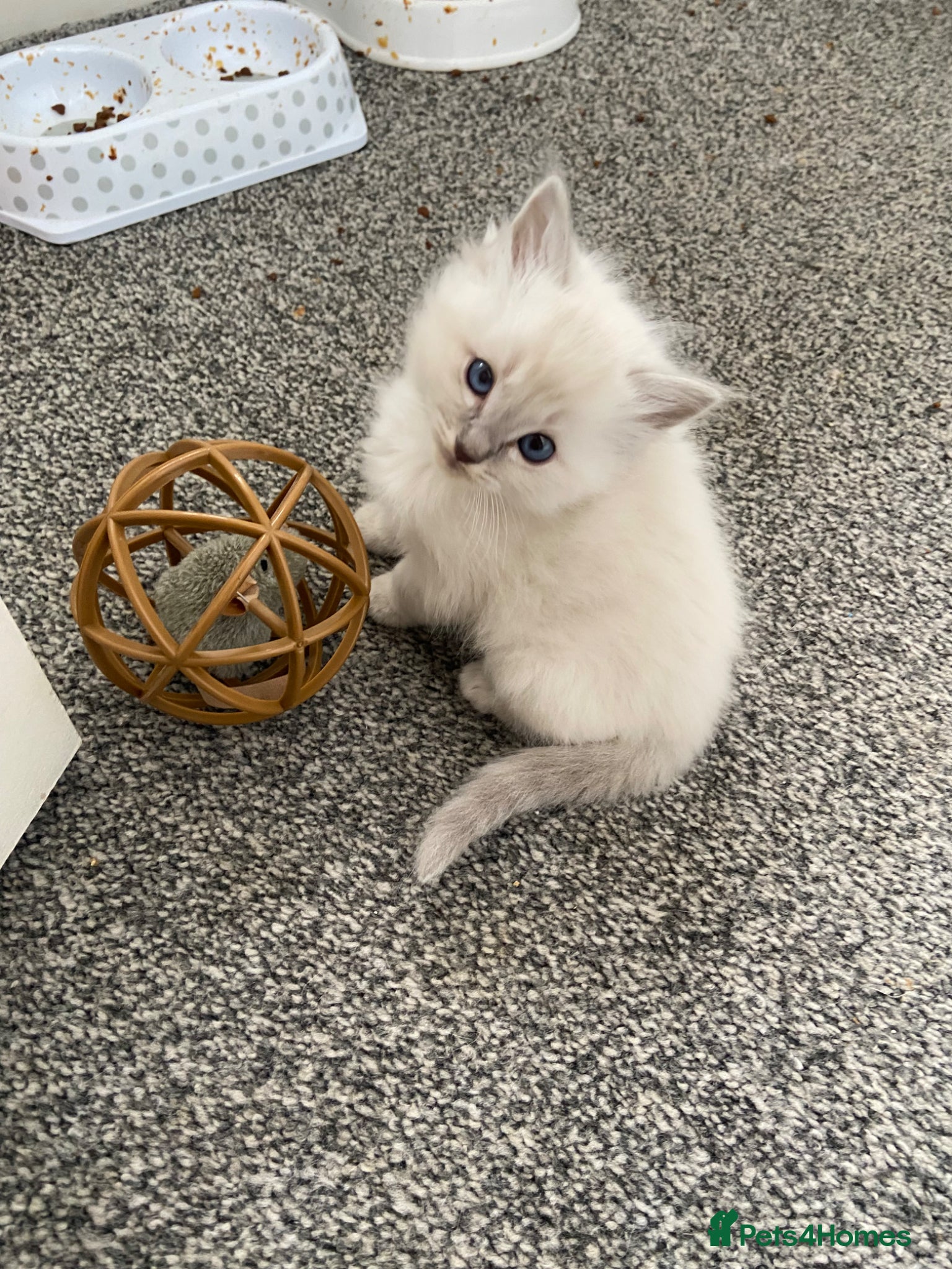 Ragdoll cats Adorable Lilac point Ragdoll kittens - Advert 6