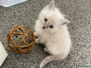 Ragdoll cats Adorable Lilac point Ragdoll kittens - Advert 6