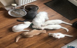Persian cats for sale: Gorgeous Persian Cross Kittens  - Image 3