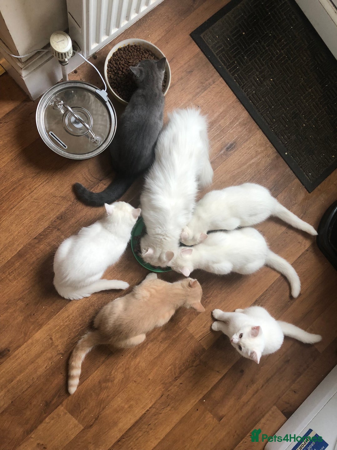 Persian cats for sale: Gorgeous Persian Cross Kittens  - Image 3