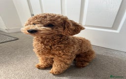 Maltipoo dogs for stud: Beautiful Maltipoo Stud Available - Image 3