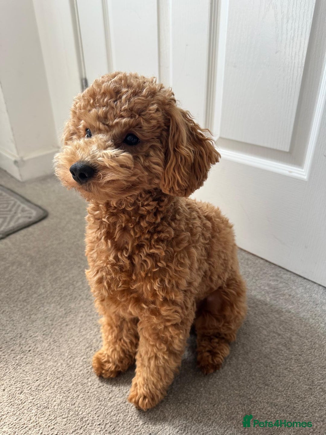 Maltipoo dogs for stud: Beautiful Maltipoo Stud Available - Image 3