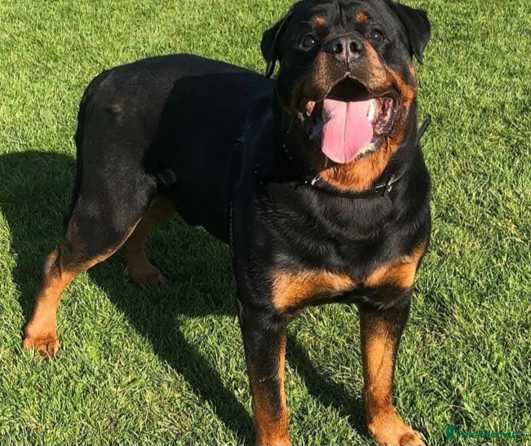 Rottweiler dogs Rottweiler pups big boned a1 quality kc registered - Advert 1