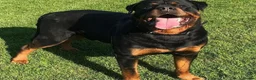 Rottweiler dogs for sale: Rottweiler pups big boned a1 quality kc registered - Advert 1
