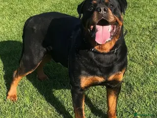 Rottweiler dogs Rottweiler pups big boned a1 quality kc registered - Advert 1