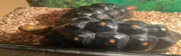 Tortoise reptiles for sale: 2 x red footed tortoises in Basildon - Advert 8