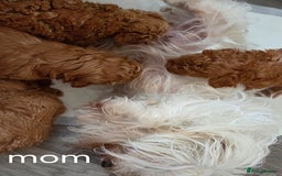 Maltipoo dogs for sale: RED TOY MALTIPOO - Image 5