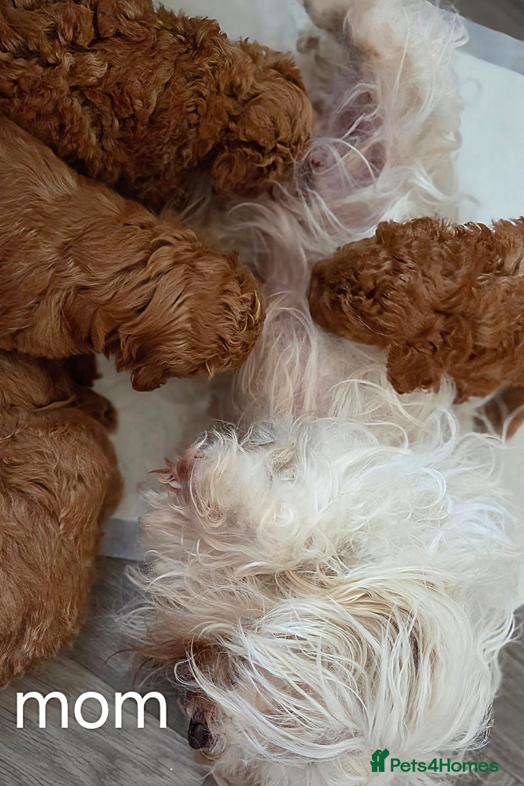 Maltipoo dogs for sale: RED TOY MALTIPOO - Image 5