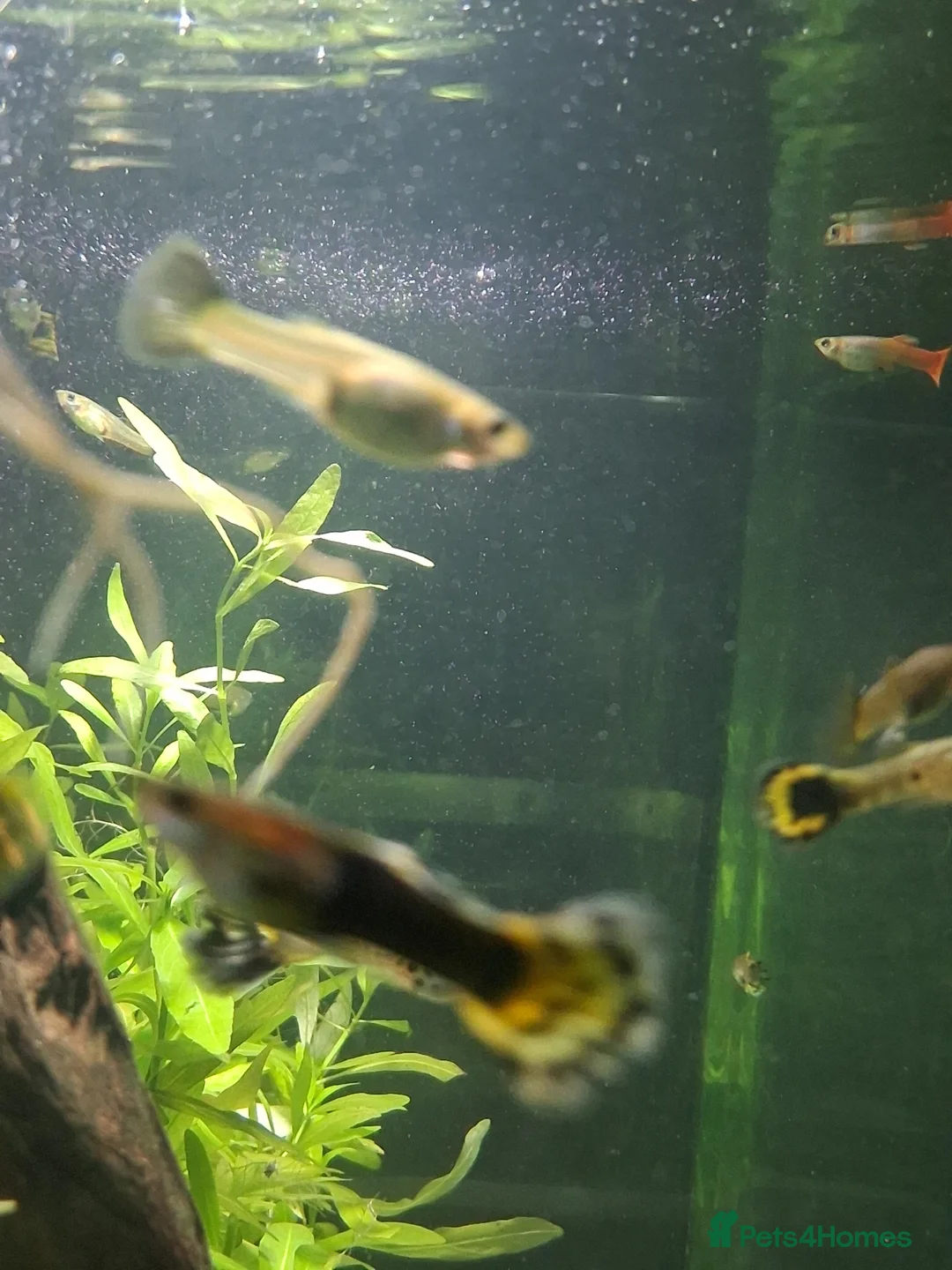 Live Bearers fish for sale: Stunning Home-Bred Fancy Guppies - WS10 Wednesbury - Advert 4