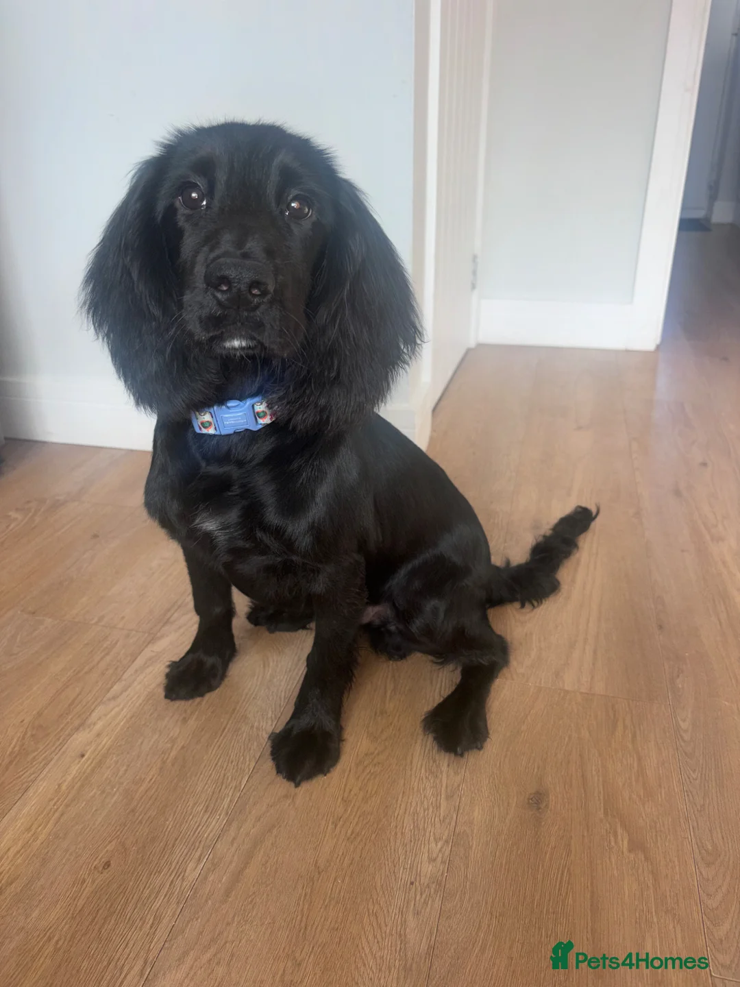 Cocker Spaniel dogs for sale: 5 months old KC registered male cocker spaniel  in Doncaster - Advert 3