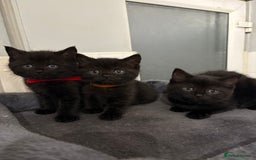 Mixed Breed cats for sale: British Shorthair X - Image 12