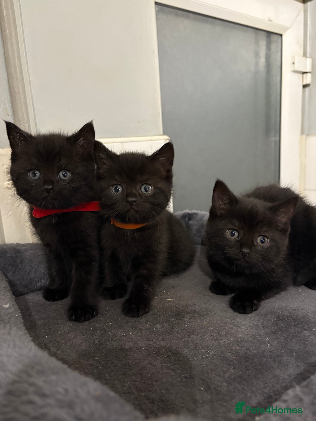 Mixed Breed cats for sale: British Shorthair X - Image 12