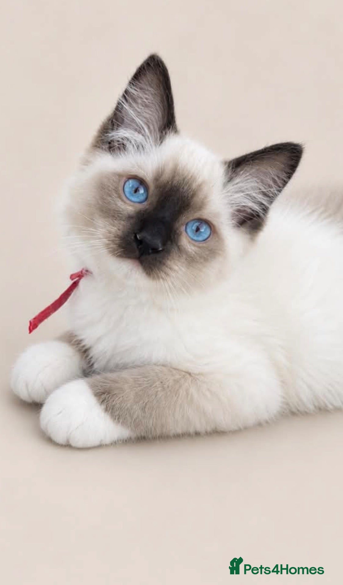 Ragdoll cats FULL RAGDOLL KITTENS  - Advert 3