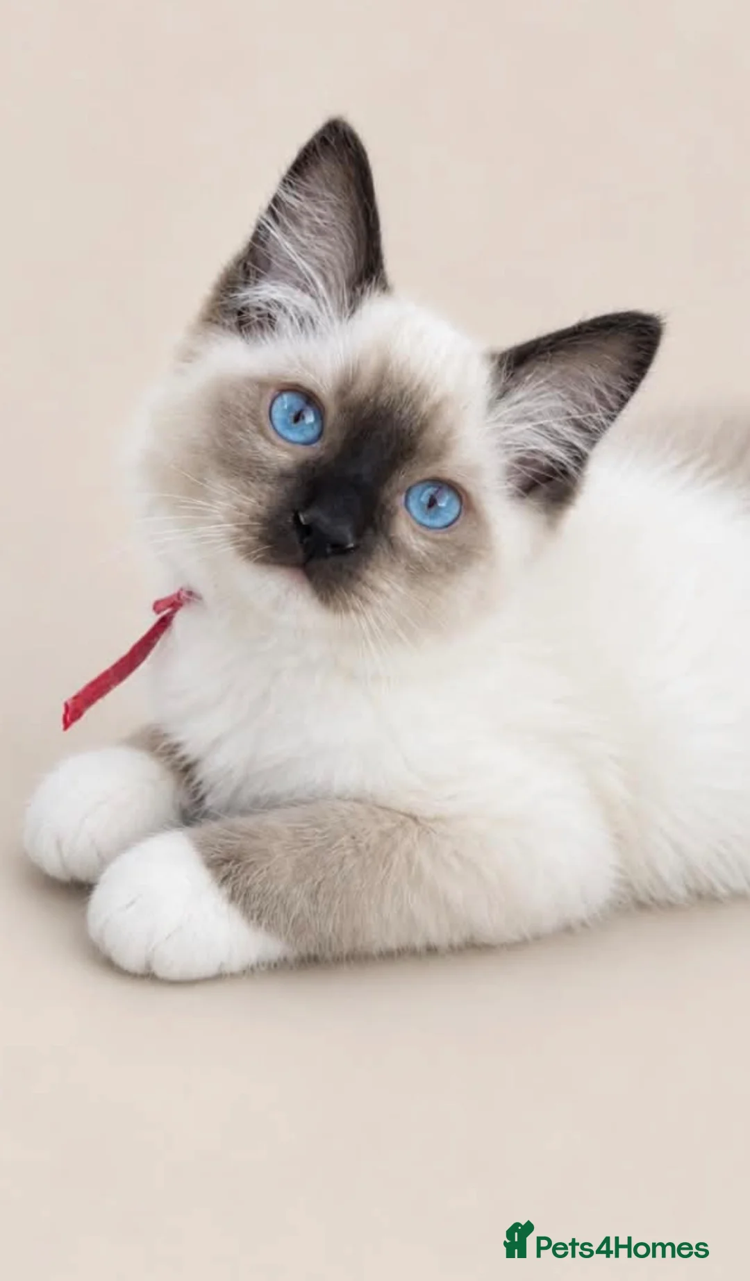 Ragdoll cats for sale: FULL RAGDOLL KITTENS  - Advert 1