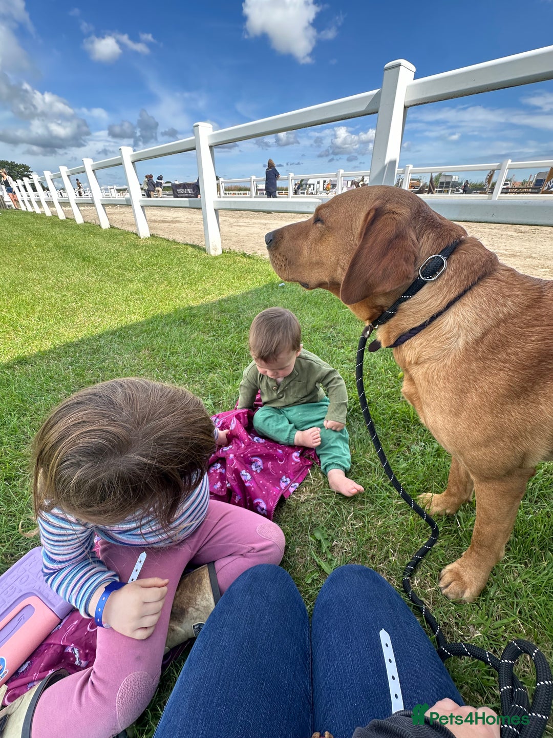 Labrador Retriever dogs for stud: Wiremoors Bram fox red Kc Reg & health tested dog - Advert 10