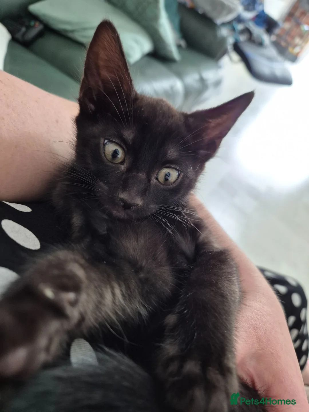 British Shorthair cats for sale: Stripy Black Kitten - Advert 2