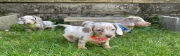 Miniature Dachshund dogs for sale: Miniature dachshund boys and girls  - Advert 5
