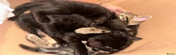 Mixed Breed cats for sale: Kittens for sale  - Advert 3