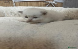 Mixed Breed cats for sale: Ragdolls/Persian Perdolls kittens  - Image 6