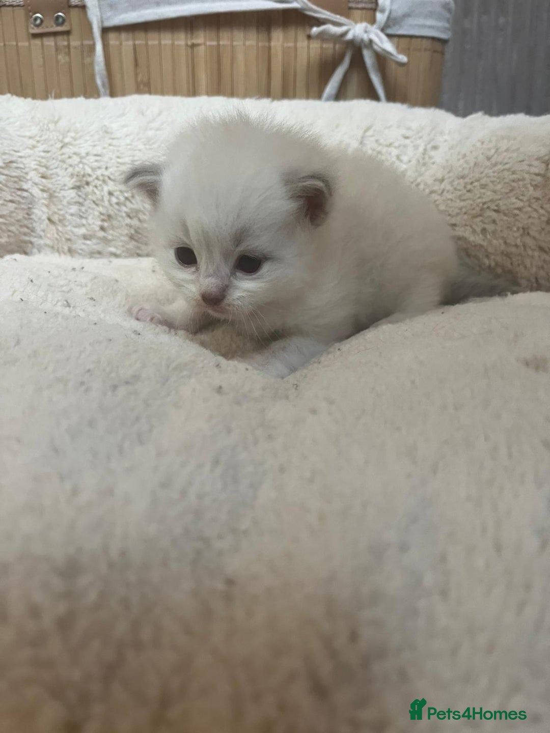 Mixed Breed cats for sale: Ragdolls/Persian Perdolls kittens  - Image 6