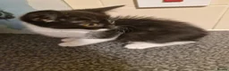 Mixed Breed cats for sale: Black cats  - Advert 3
