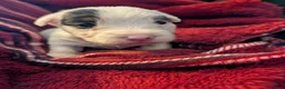 Sealyham Terrier dogs for sale: Beautiful Champion Lines Sealyham Terrier Litter - Advert 23