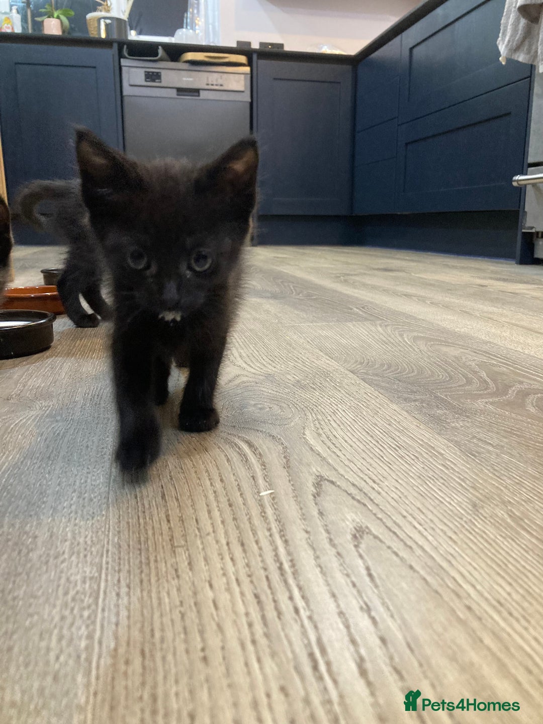 Mixed Breed cats for sale: Semi Longhaired Kittens - Image 19
