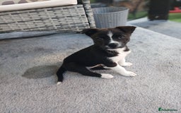 Mixed Breed dogs for sale: French bulldog and labouski pup for sale  - Image 1
