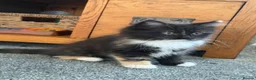 Mixed Breed cats for sale: Kittens for good homes - Advert 31
