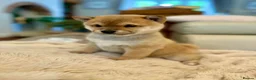 Japanese Shiba Inu dogs for sale: BEAUTIFUL RED PURE BREED SHIBA INU PUPPIES 💜 in Swadlincote - Advert 2