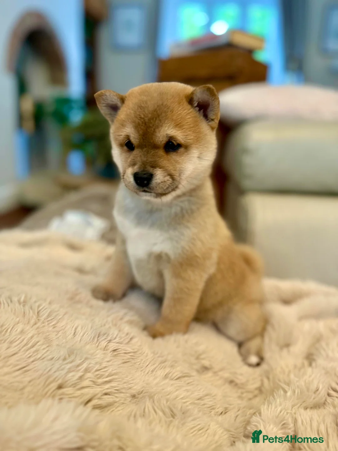 Japanese Shiba Inu dogs for sale: BEAUTIFUL RED PURE BREED SHIBA INU PUPPIES 💜 in Swadlincote - Advert 2