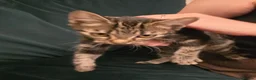 Mixed Breed cats for sale: 2 kittens, black male & tabby female - Advert 2