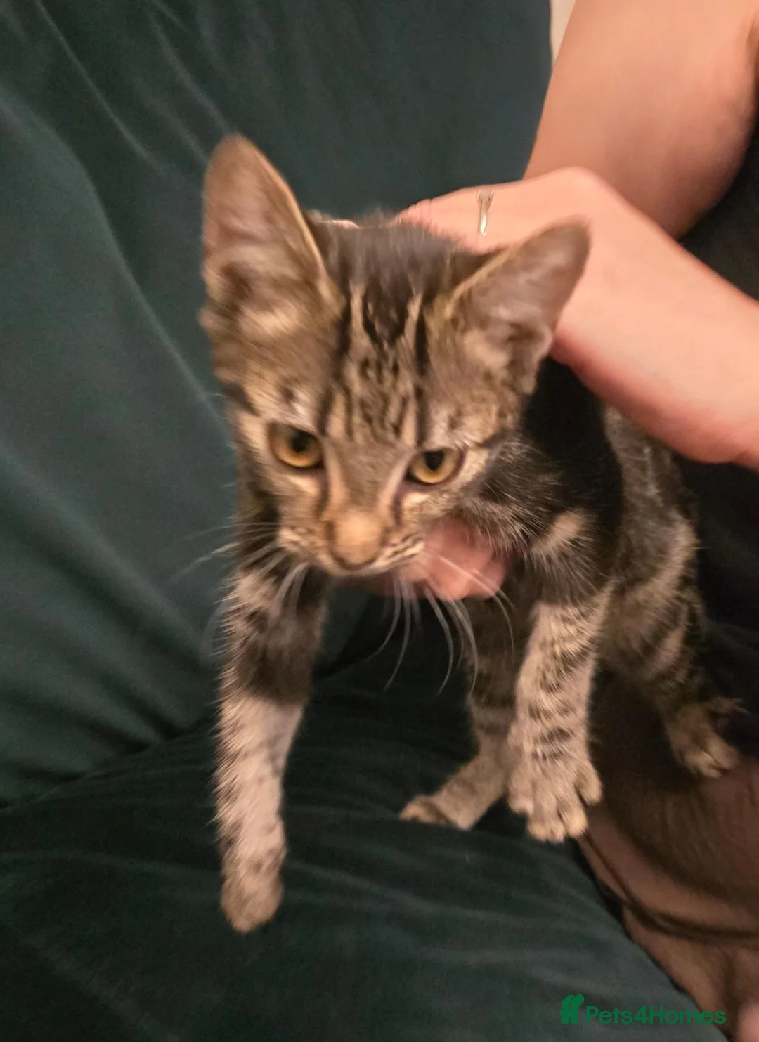 Mixed Breed cats for sale: 2 kittens, black male & tabby female - Advert 2