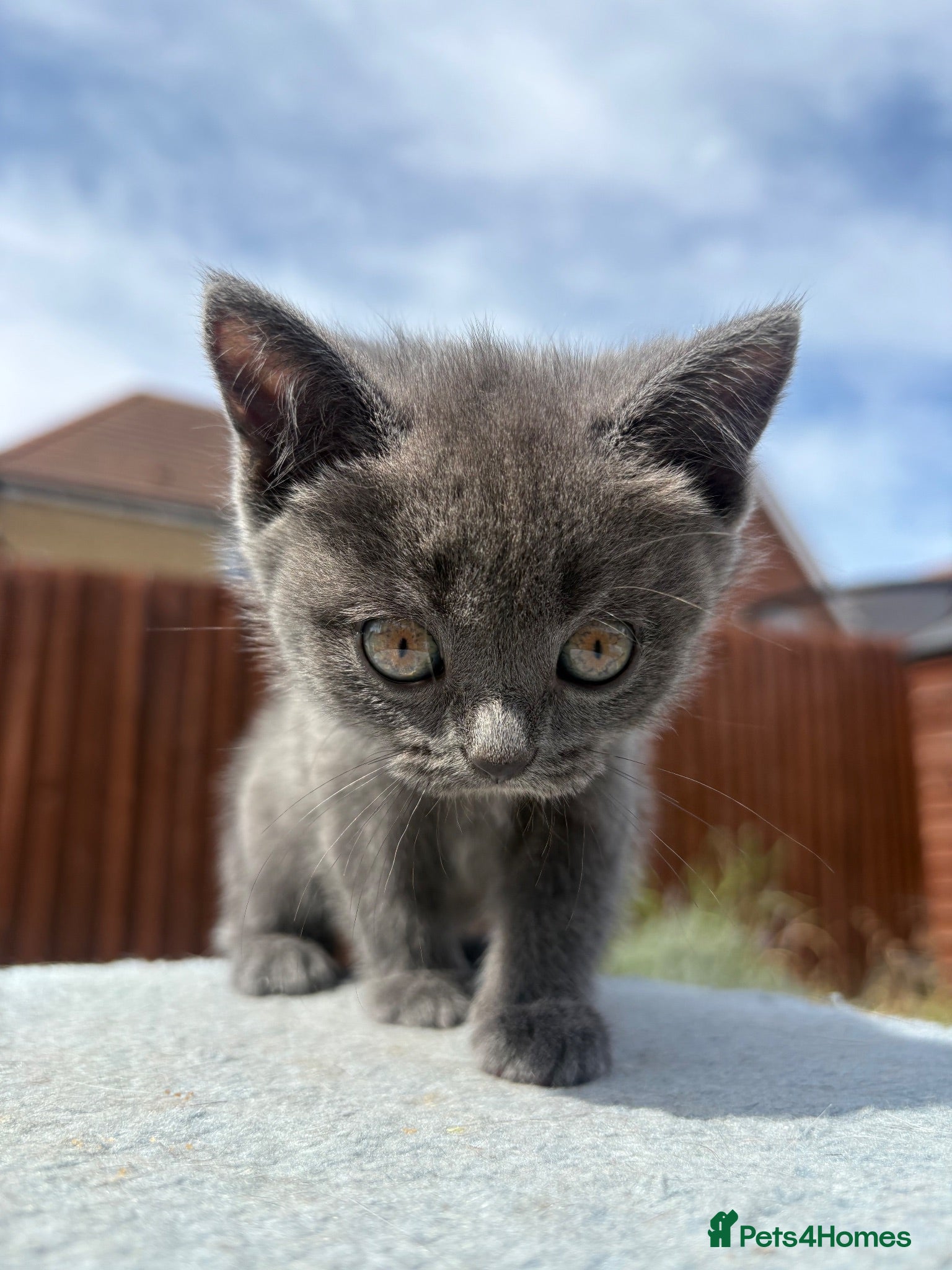 British Shorthair cats Blue & Lilac BSH Mix Kittens – Fold & Straight - Advert 1