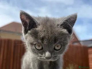 British Shorthair cats Blue & Lilac BSH Mix Kittens – Fold & Straight - Advert 1