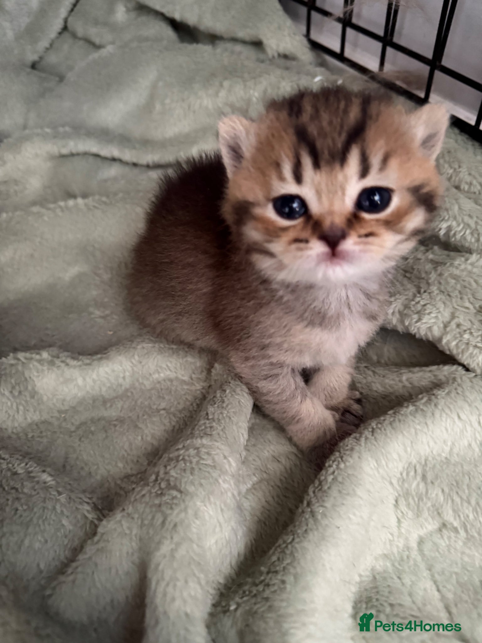 Scottish Fold cats Stunning Scottish fold/Scottish straight kittens🥰 - Advert 1