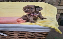 Cocker Spaniel dogs for sale: 6 week old Working Type Cocker Spaniels - Image 6