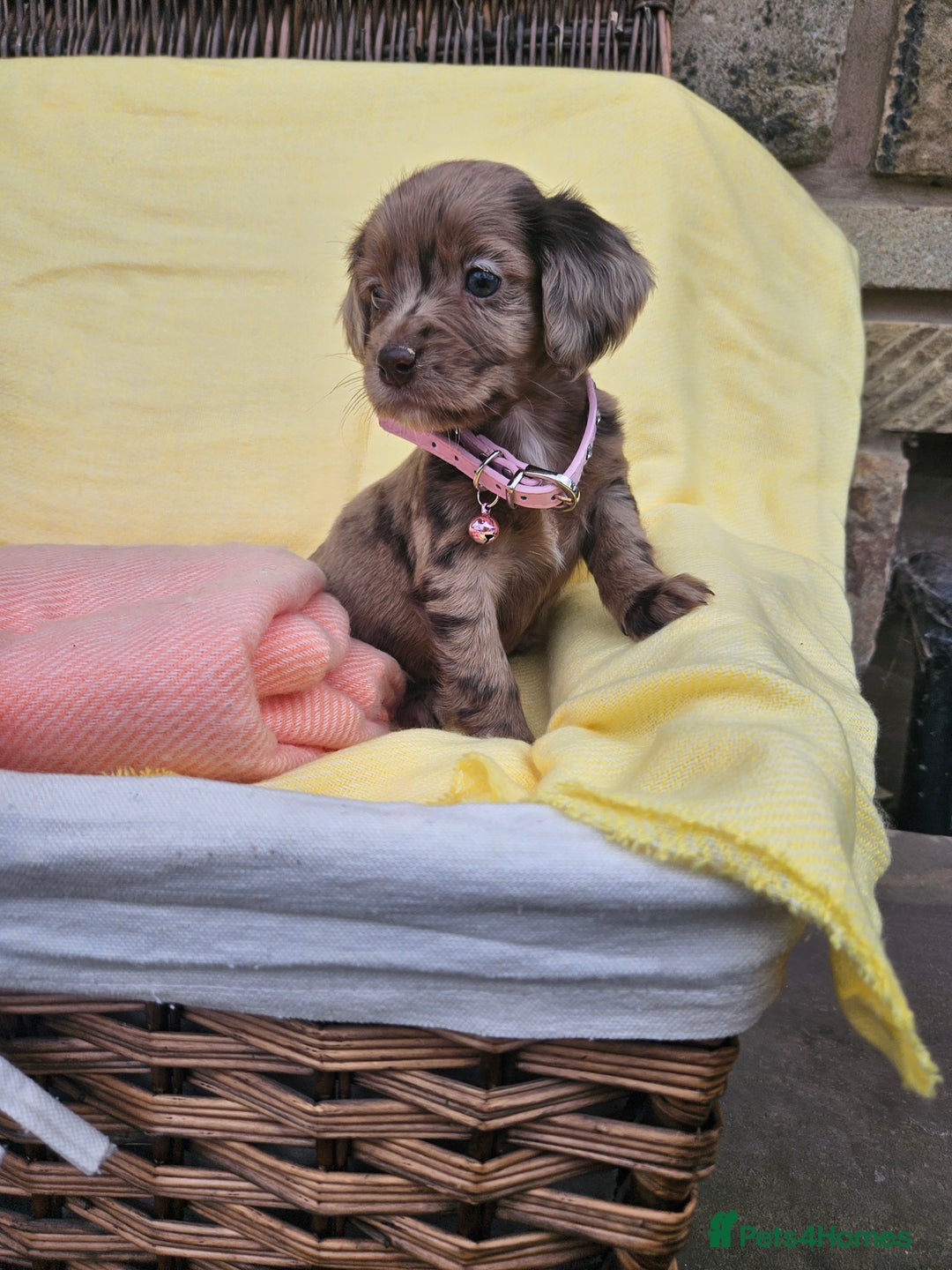 Cocker Spaniel dogs for sale: 6 week old Working Type Cocker Spaniels - Image 6
