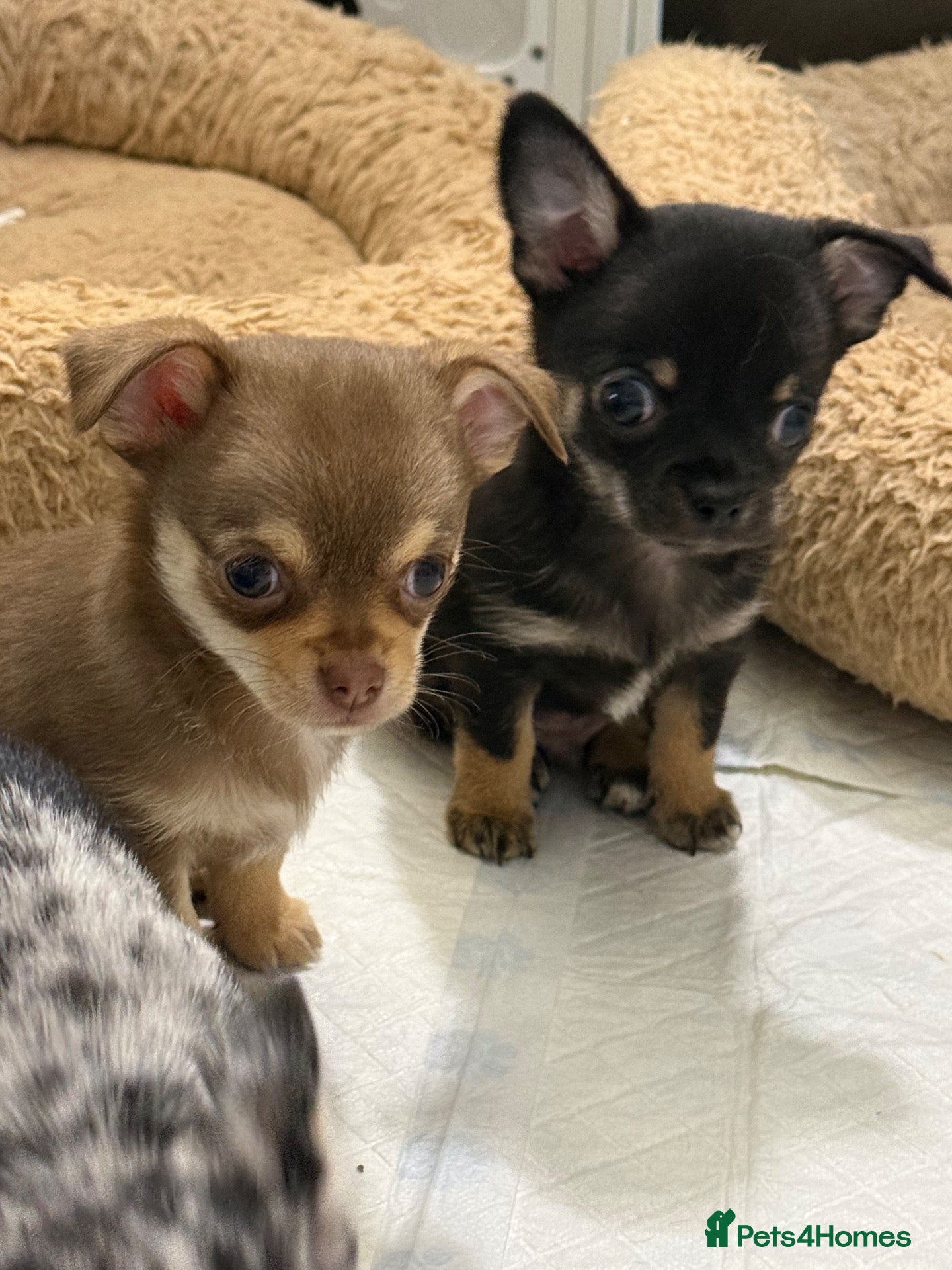 Chihuahua dogs Stunning litter of chihuahua babies!  - Advert 2